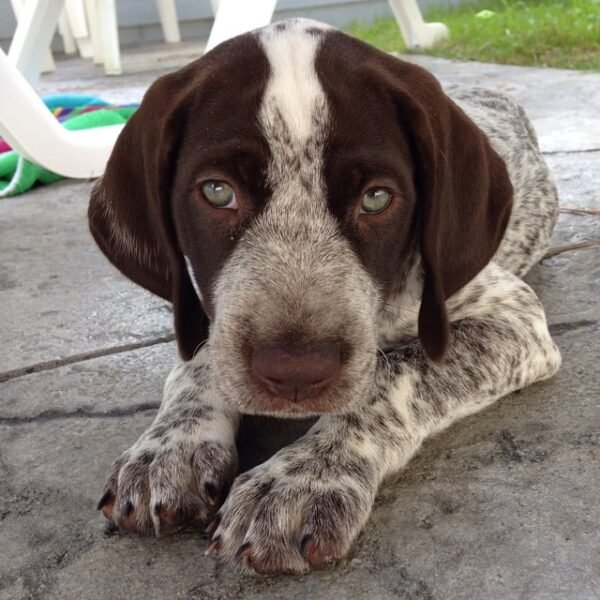 <span style="color: #FFA500;">Sage</span> • 11 Weeks