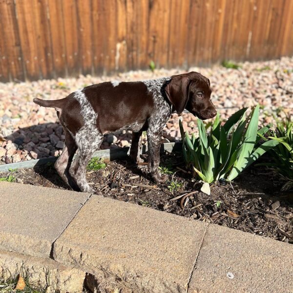 <span style="color: #FFA500;">Daisy-Mae</span> • 11 Weeks