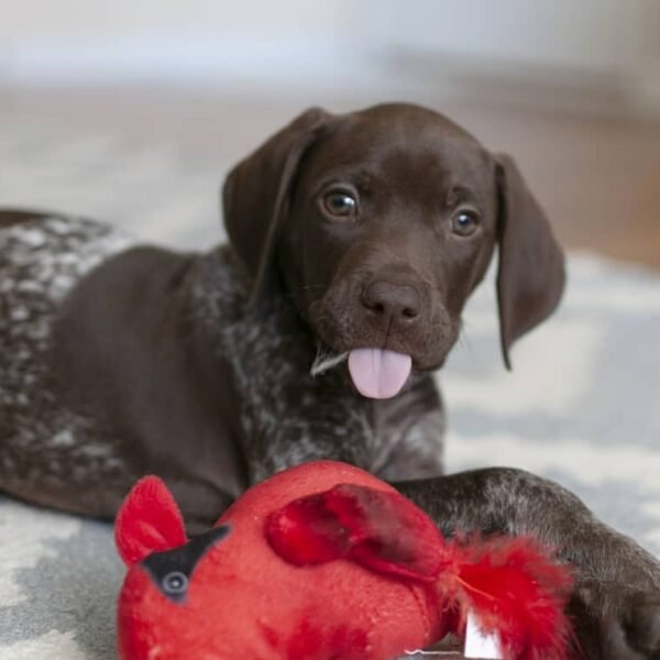 <span style="color: #0066cc;">Moose</span> • 11 weeks