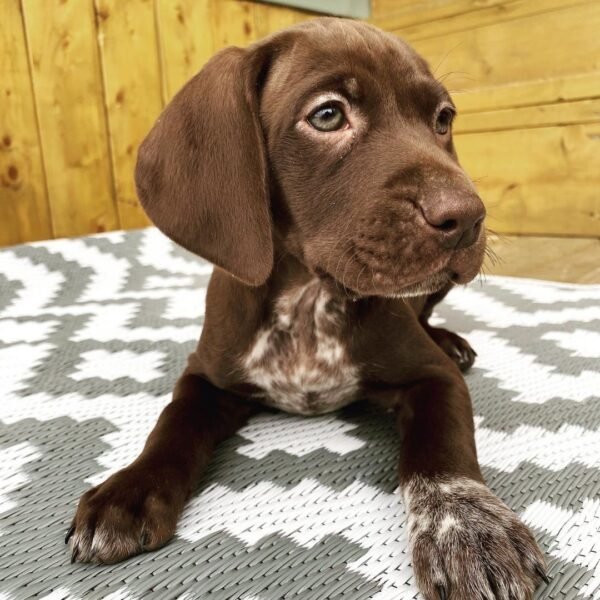 <span style="color: #FFA500;">Luna</span> • 11 Weeks