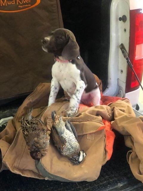 dog-with-birds