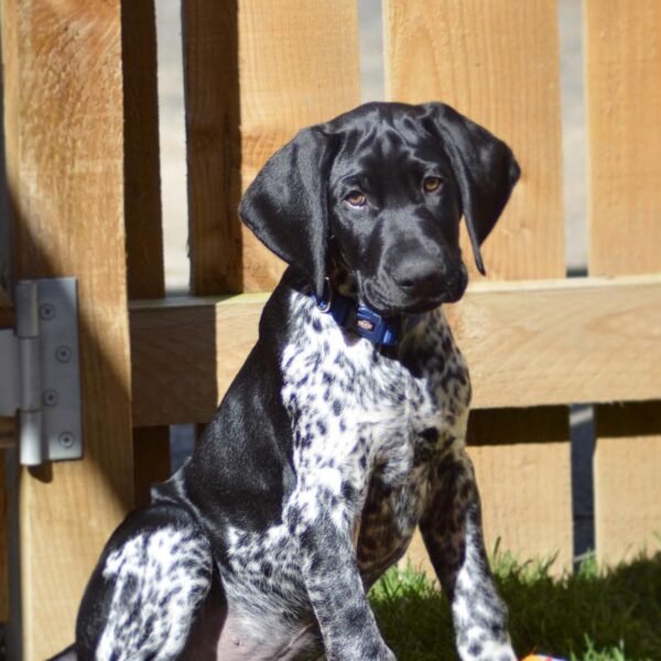 <span style="color: #0066cc;">Gunner</span> • 11 weeks